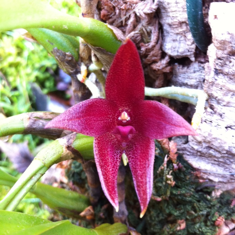 Bulbophyllum elevatopunctatum Photo112