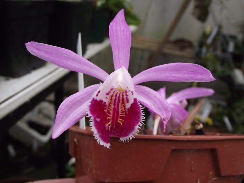 Pleione Wharfedale 'Pine Warbler' 2014 Dscf4149