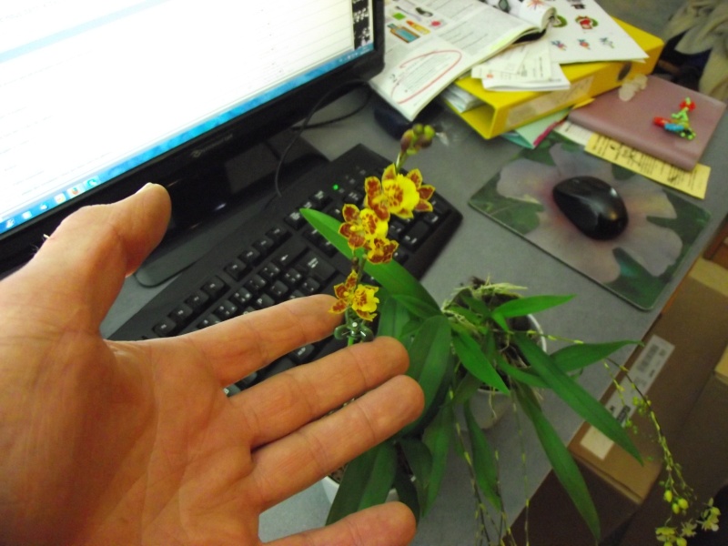 Howeara Chian-Tzy Lovely (Howeara Mini-Primi x Oncidium cheirophorum) Dscf4216