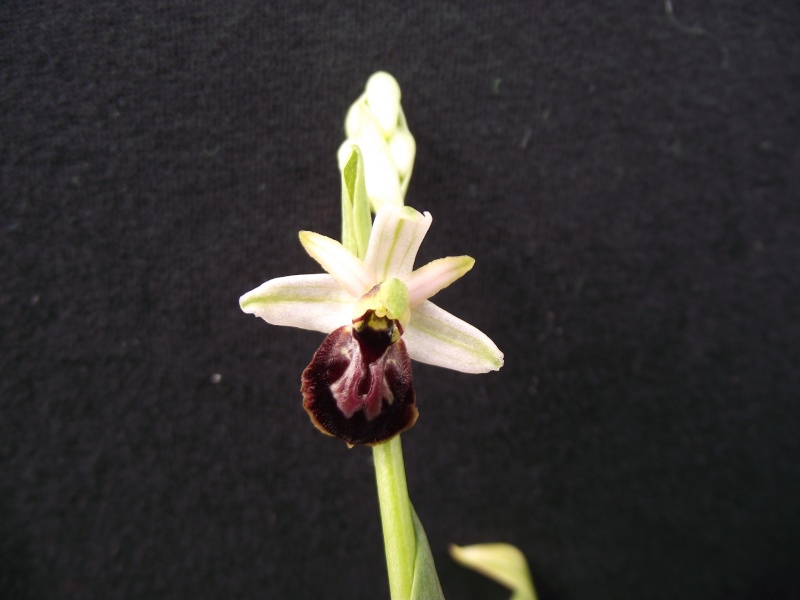 Ophrys arachnitiformis  Dscf4317