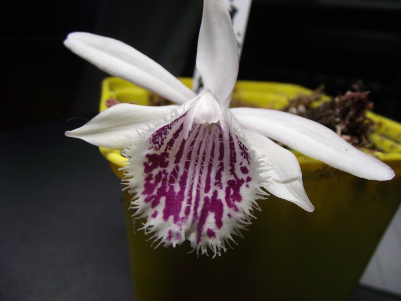 Pleione humilis pourpre Dscf4410