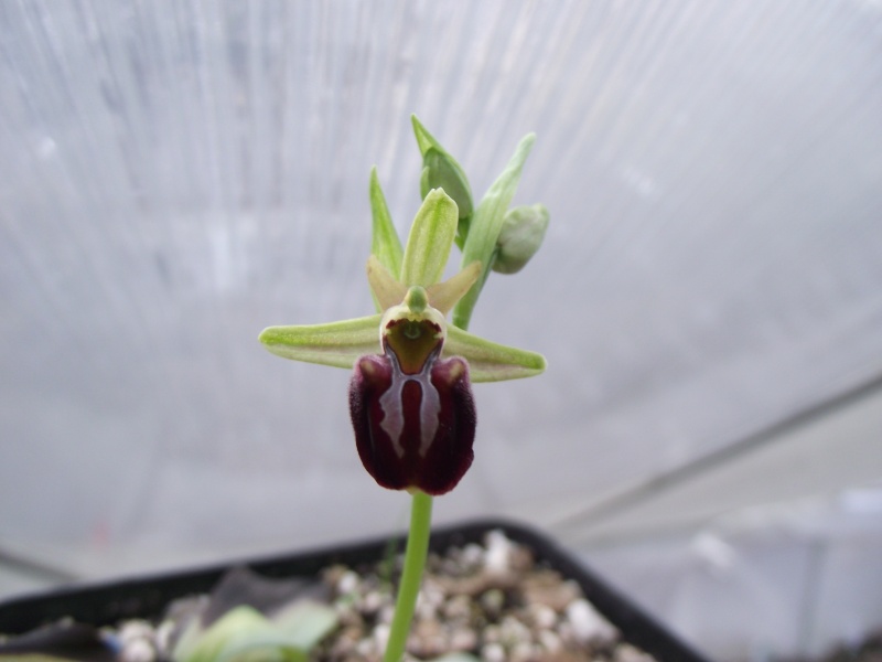 Ophrys sphegodes Dscf4445