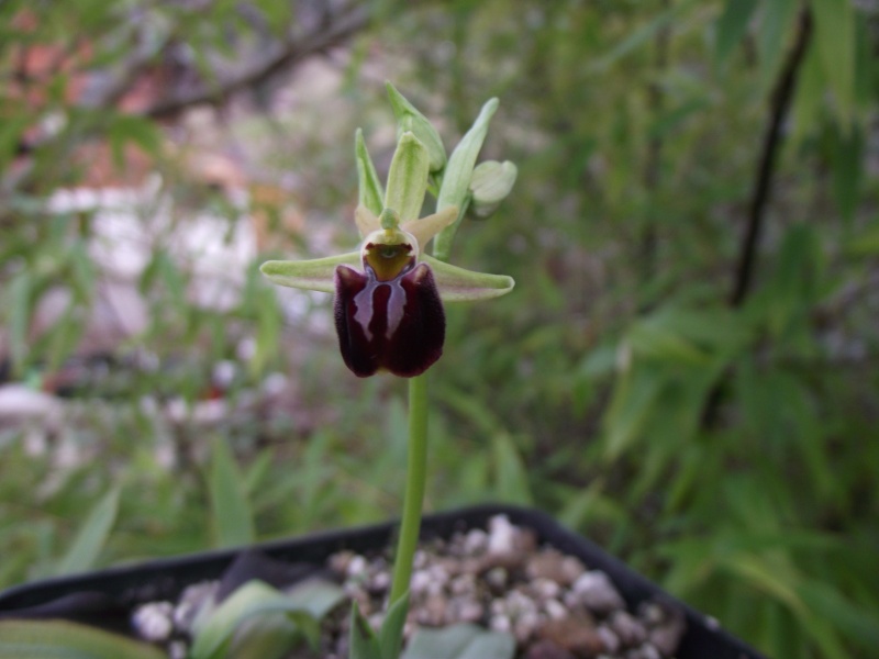 Ophrys sphegodes Dscf4446