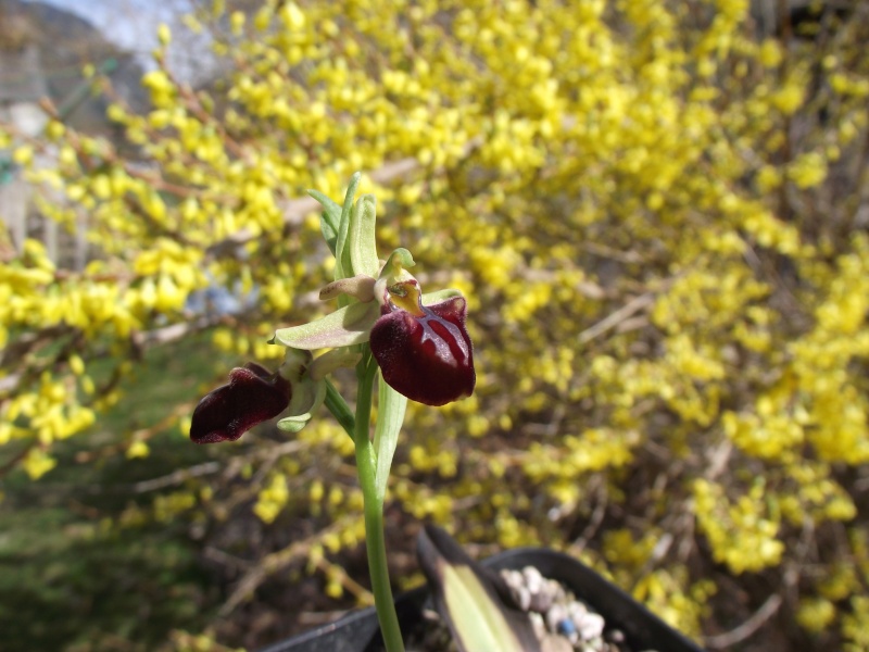 Ophrys sphegodes Dscf4515