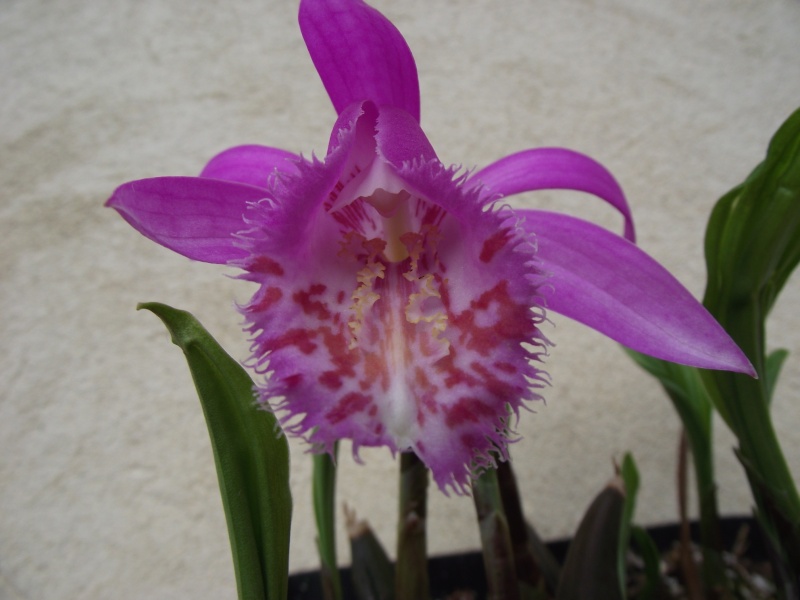 Pleione Tongariro Dscf4638