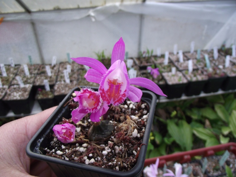 Pleione pleionoides Dscf4712