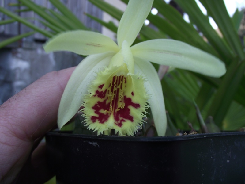 Pleione x confusa 'Golden Gate' HCC/AOS Dscf4757