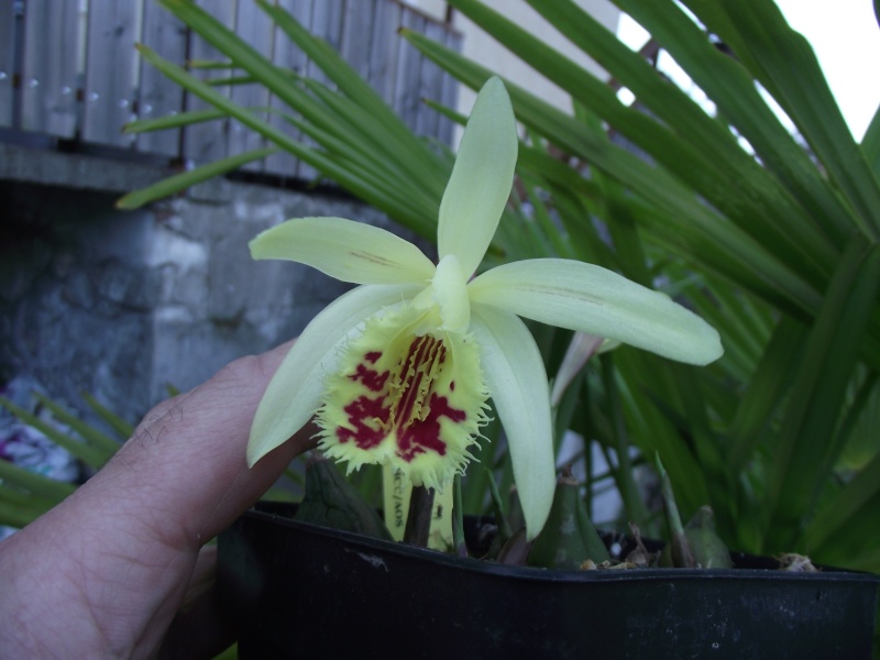 Pleione x confusa 'Golden Gate' HCC/AOS Dscf4758