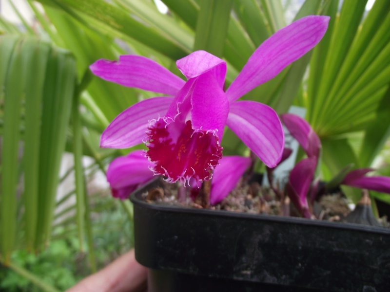 Pleione pleionoides Dscf4923