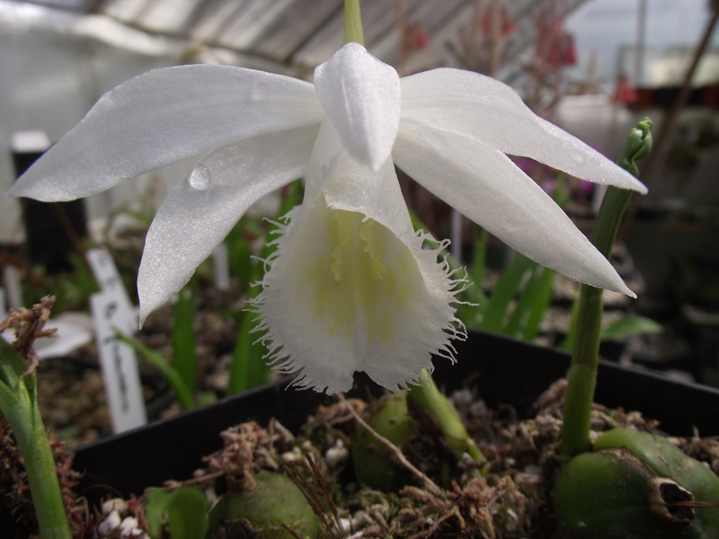 Pleione formosana 'polar sun' Dscf4927