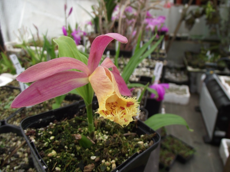 Pleione Suswa Dscf4969