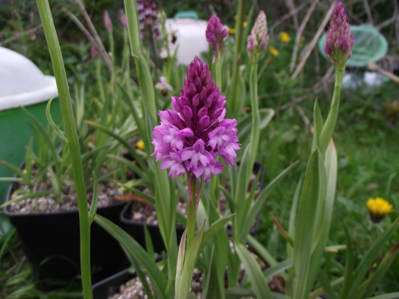 Anacamptis pyramidalis Dscf5027