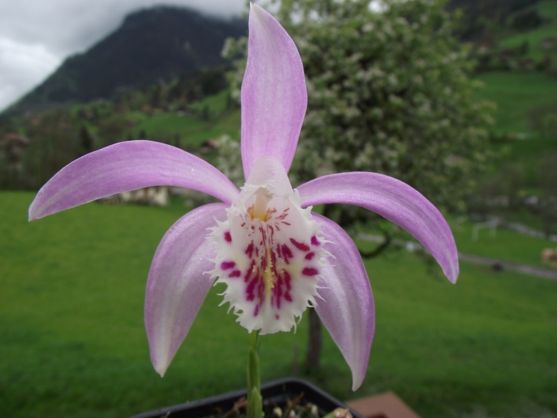 Pleione  x barbarae Dscf5117