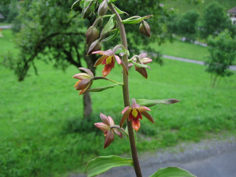 Épipactis Orchid15