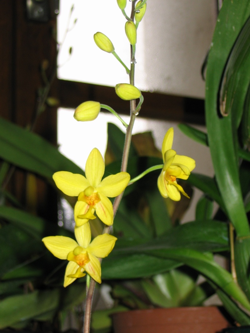  Spathoglottis affinis Orchid25