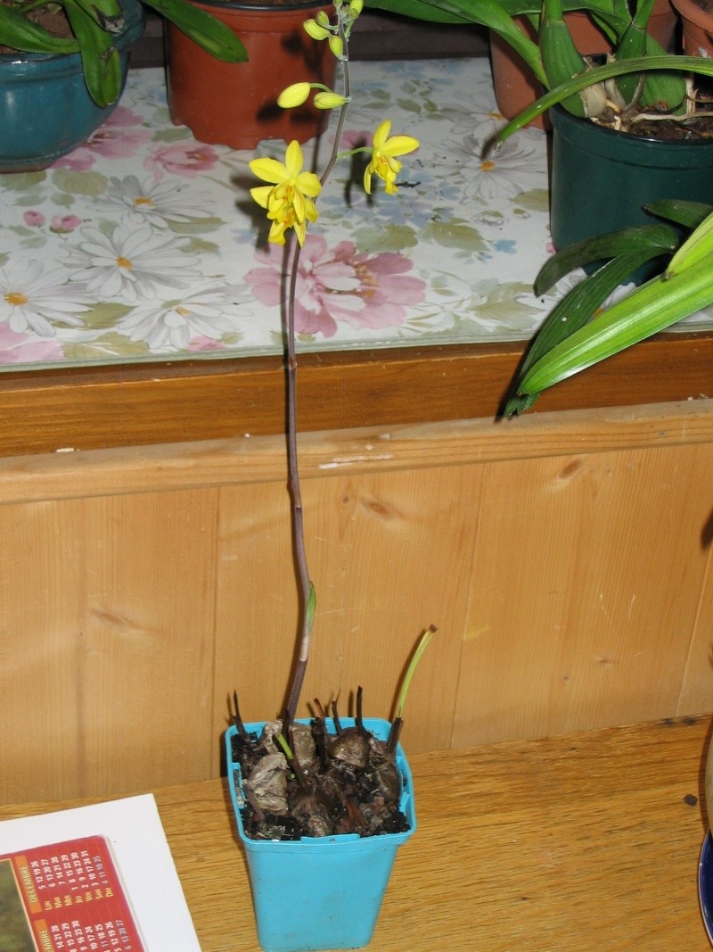  Spathoglottis affinis Orchid28