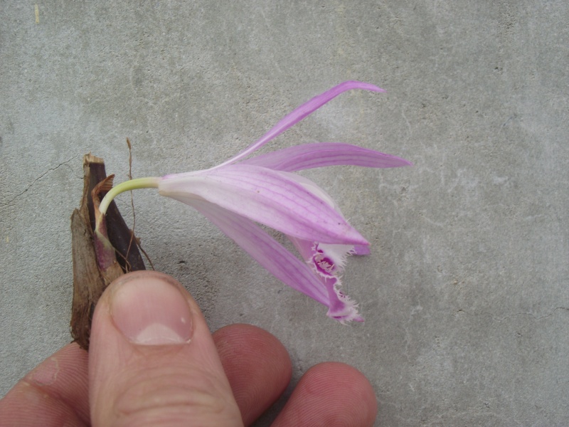 Pleione Wharfedale 'Pine Warbler' 2014 Pleion15