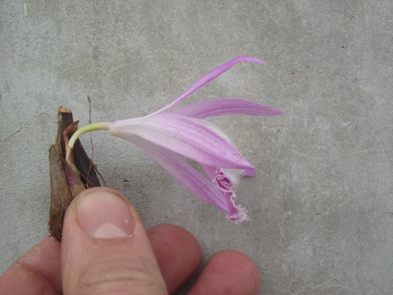 Pleione  Wharfedale 'Pine Warbler' 2014 Pleion15