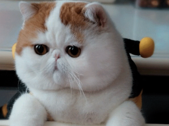 Le chat le plus mignon du monde Snoopb10