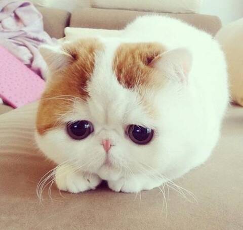 Le Chat Le Plus Mignon Du Monde