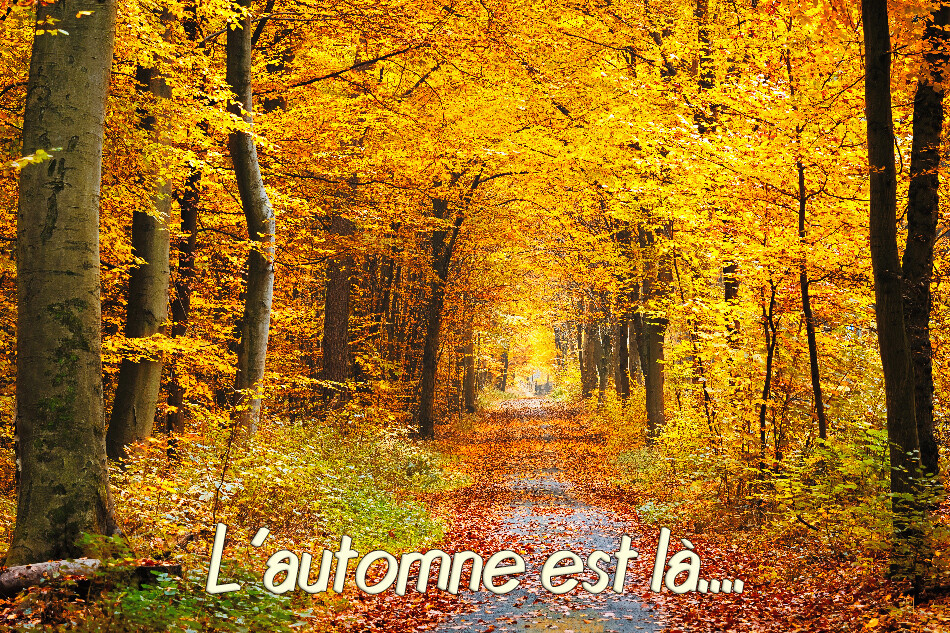 Vendredi 23 septembre, bonjour l'automne! Automn11