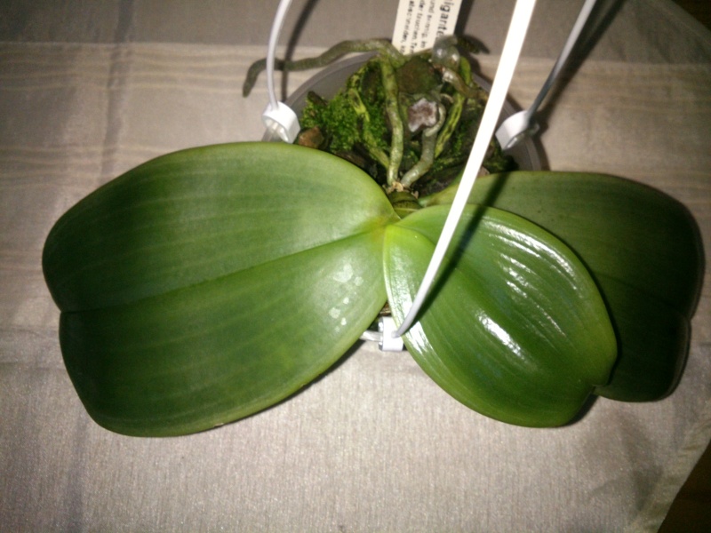 Phalaenopsis gigantea Kreuzungen..... Gigabe10