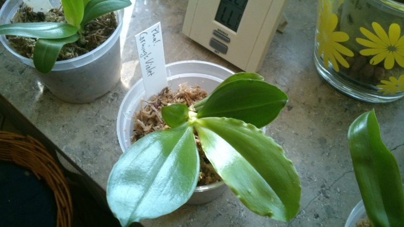Phalaenopsis violacea x corningiana (Corning's Violet) Phal_c10