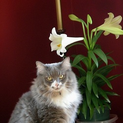 Le Lys de Pâques, une fleur très dangereuse pour les chats Chat-l10