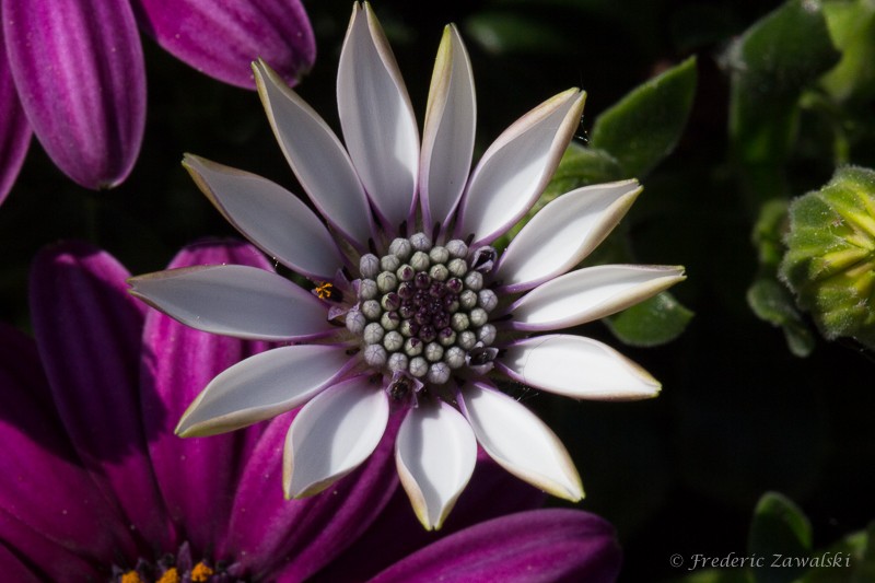 Macro d'une osteospermum Img_2524