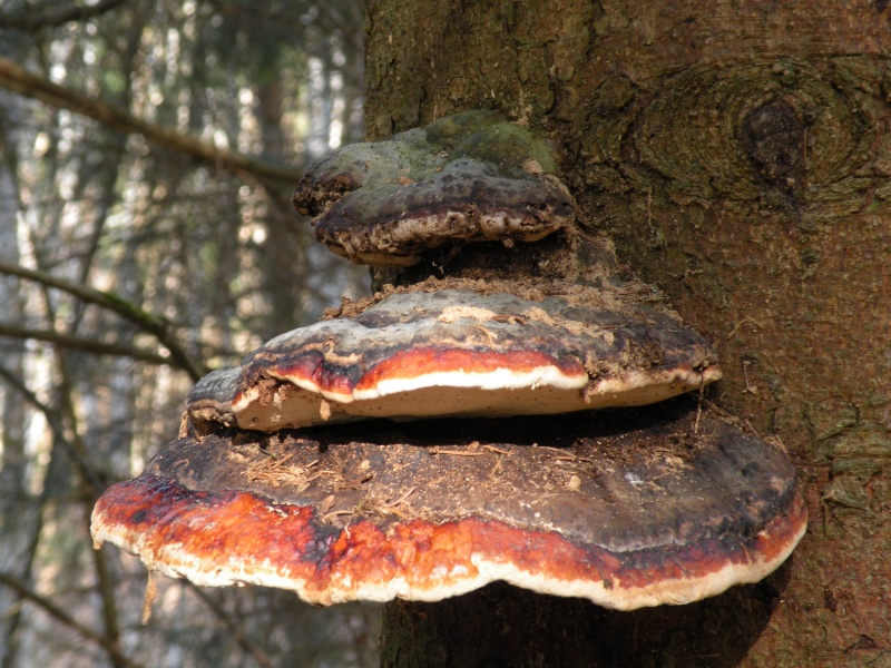   J'AIME L'INSOLITE AUJOURD'HUI LES CHAMPIGNONS  2f8dfc10