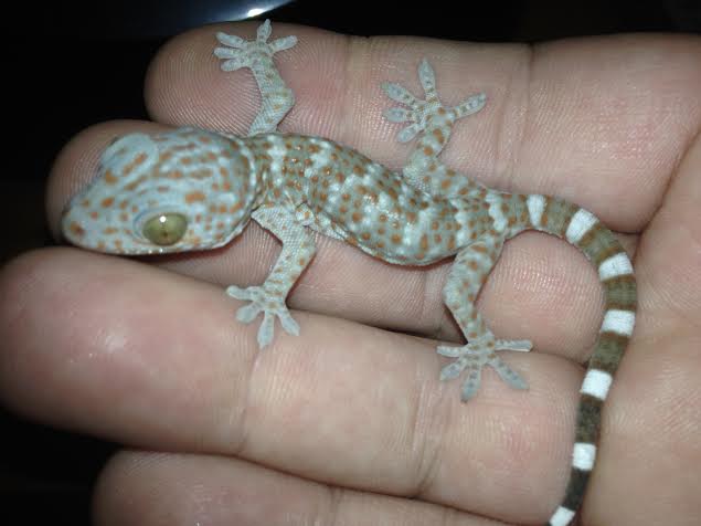 Couldn't Help it new Tokay/update Baby tokay  Tokay110