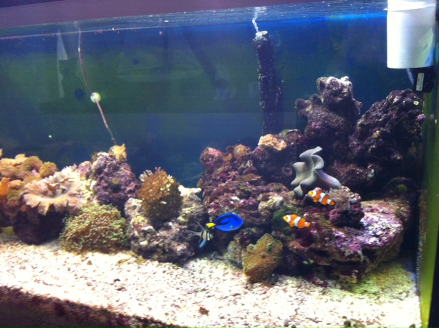 Projet Aqua 450 litres avec ARDUINO - Page 4 811