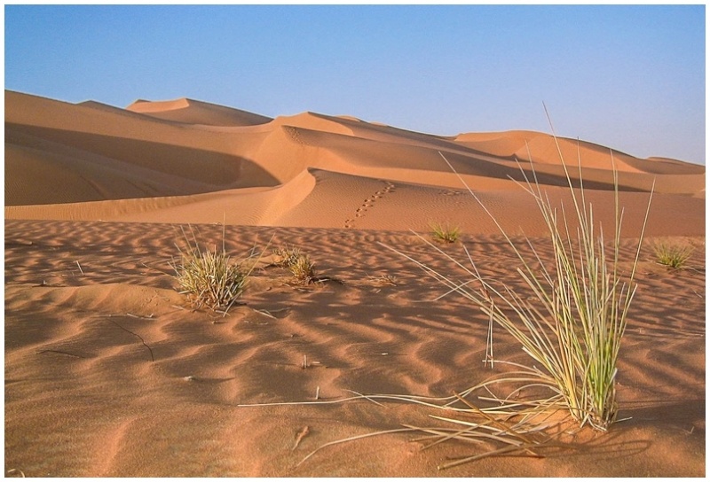 Le grand désert au petit matin 102_0211