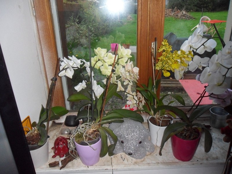 Orchidées bretonnes Sam_6811