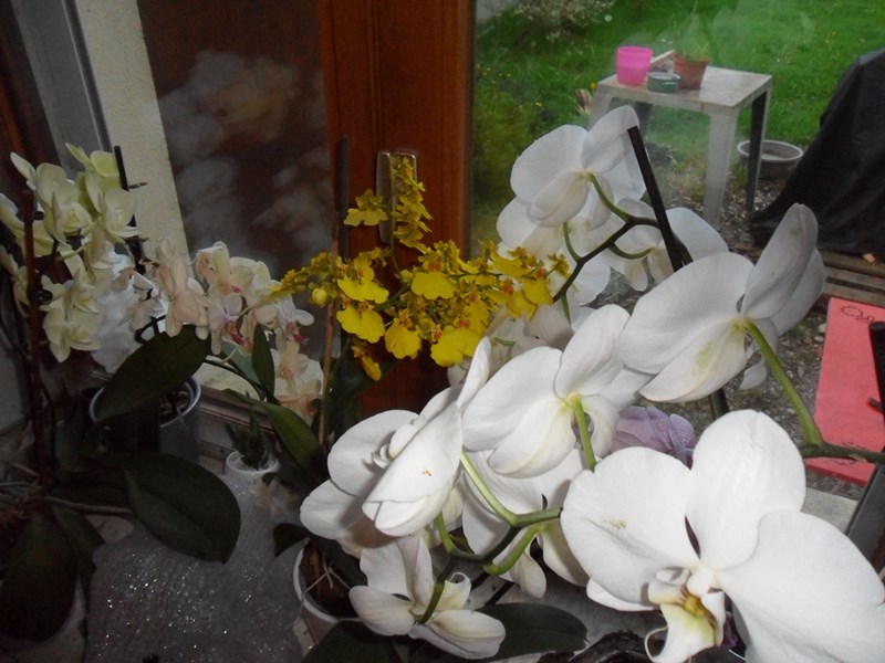 Orchidées bretonnes Sam_6813