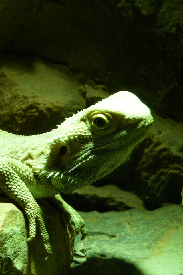 Mon pogona : Jäger <3 Pogona11