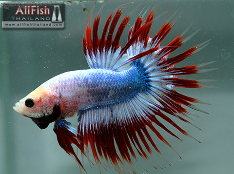 Mon nouveau betta Betta-11