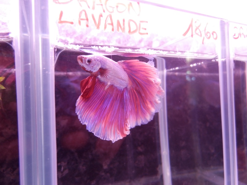 MAGNIFIQUE arrivage de bettas au poisson d'or à estaimpuis Pb090113