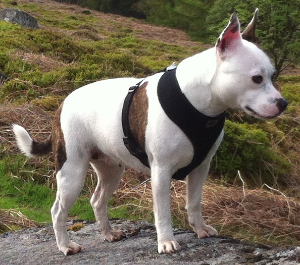 Best Harness for a Staffie? Img06910