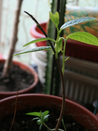 Qui veut cultiver paw paw / Asimina triloba (asiminier)? - Page 3 Asimin10