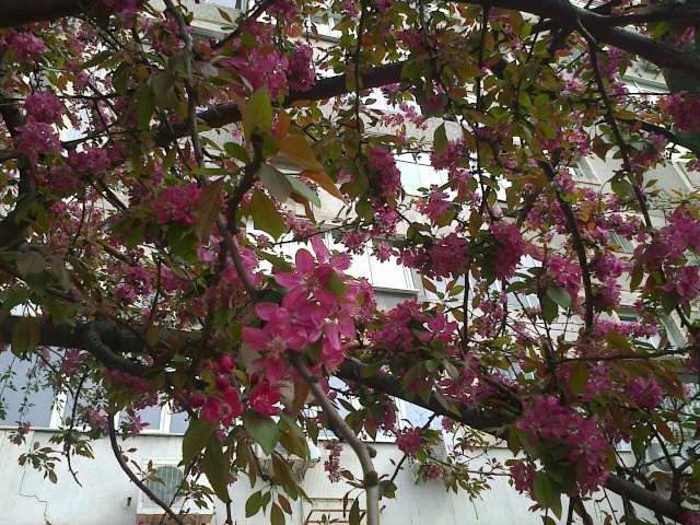 Tous les malus : culture, variétés, entretien Florai10