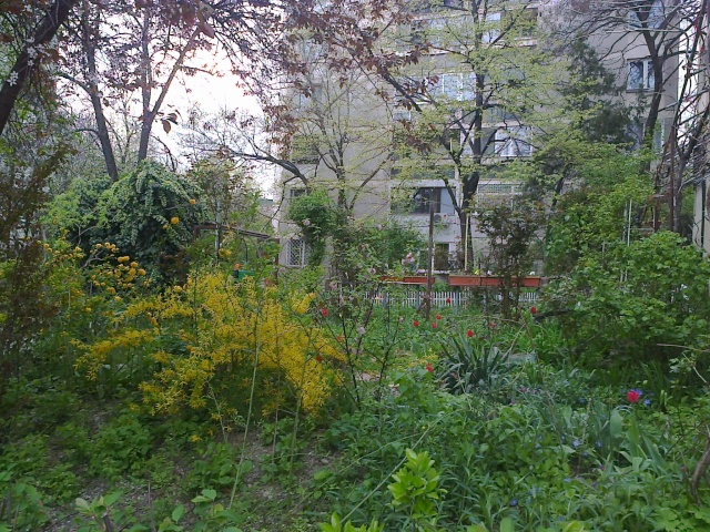 un beau jardin d'un immeuble de Bucarest Fotogr15