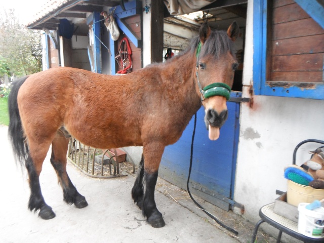 LEON - ONC poney né en 2000 - adopté en mars 2014 par Bilby - Page 2 Dscf0112