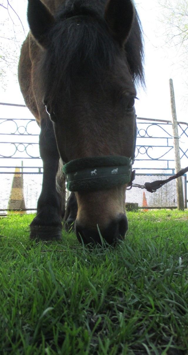 LEON - ONC poney né en 2000 - adopté en mars 2014 par Bilby - Page 2 Img_0113