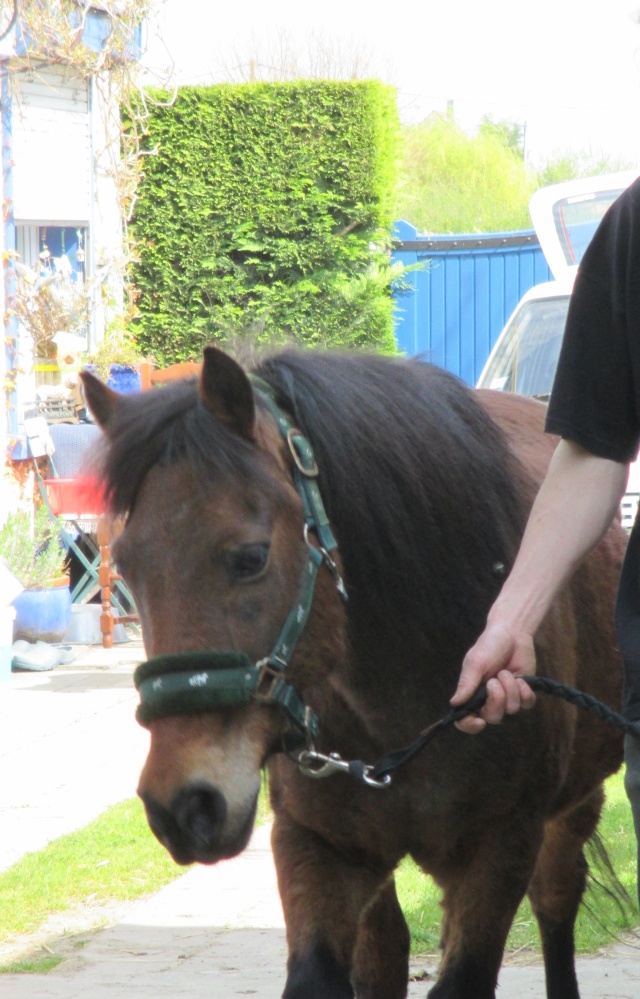 LEON - ONC poney né en 2000 - adopté en mars 2014 par Bilby - Page 2 Img_0216