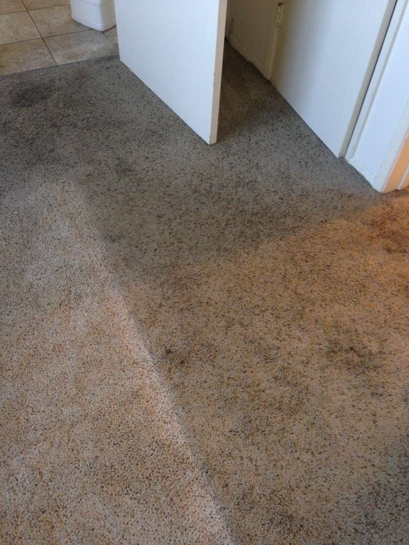 The Best of Trashed Carpet - Page 4 Photo_47