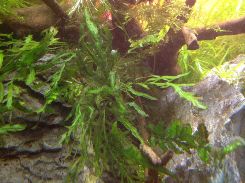 Algues filamenteuses, corne de cerf   Img_0518