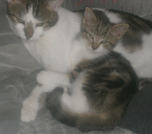 chaton - Kinder, chaton gris et blanc né le 14/07/13 adopté avec Milka en RP M711