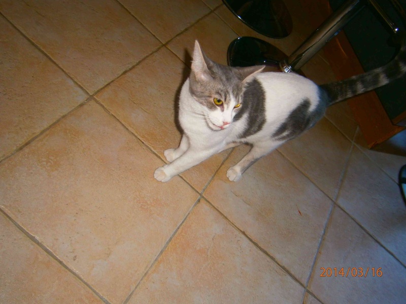 Kinder, chaton gris et blanc né le 14/07/13 adopté avec Milka en RP P3160610