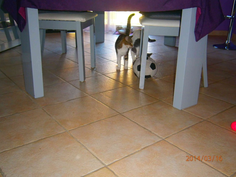 chaton - Kinder, chaton gris et blanc né le 14/07/13 adopté avec Milka en RP P3160613